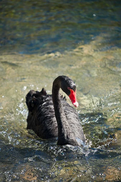 Черный Лебедь Плавает Воде — стоковое фото