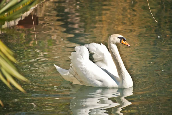 Pássaro Cisne Branco Nada Água — Fotografia de Stock