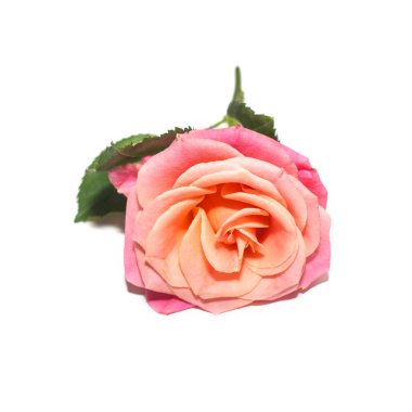 Beyaz arkaplanda izole edilmiş pembe gül çiçeği