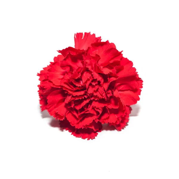 白色背景下的红色康乃馨花 — 图库照片