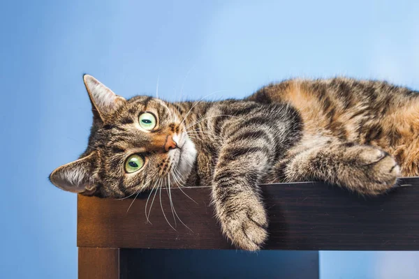 Tabby cat lies on the shelf on blue background.
