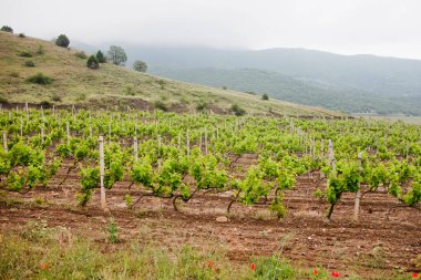 Üzüm bağı. Üzüm ağaçları çiftliği. Kırım Doğa Alanı