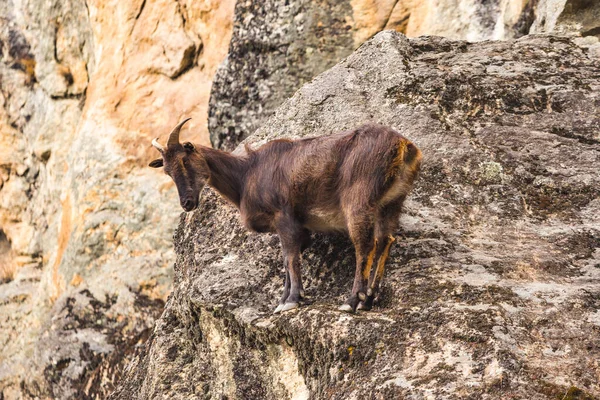 Chèvre Montagne Sur Les Rochers Nature Népal — Photo