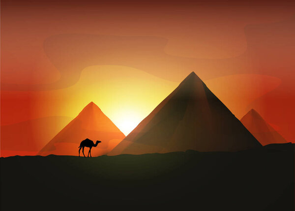 Camel near the Egyptian pyramids. Vector illustration