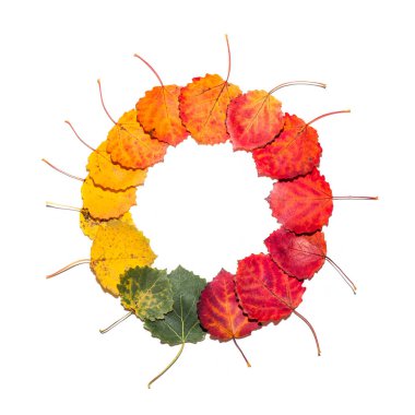 Renkli kavak yapraklarının yuvarlak gradyanı. Sonbahar çerçevesi