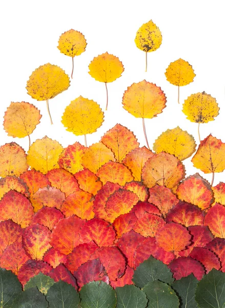 Gradient Multicolored Aspen Fall Leaves Autumn Background — Stock Photo, Image