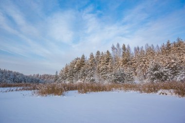 Kış nehrinde çam ağaçları ve sazlıklar karla kaplıydı. Rusya, Moskova bölgesi