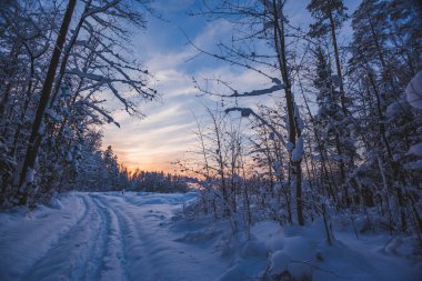 Kış ormanında kayak pisti. Kış manzarası. Rusya, Moskova bölgesi