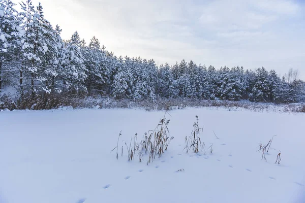 Pini Innevati Sera Paesaggio Invernale Russia Regione Mosca — Foto Stock