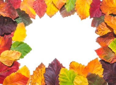 Beyaz arka planda çok renkli sonbahar dikeni yaprakları. Sonbahar çerçevesi