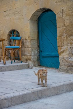 Açık kahverengi şirin bir kedi ve mavi kapının önünde