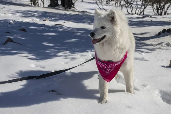 ヨルダンで雪が降っていたとき美しいアメリカのエスキモー犬は幸せでした — ストック写真