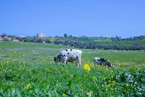 Cows were roaming in the green areas of northern Jordan