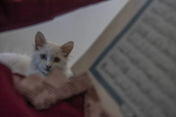 在约旦检疫期间 一只漂亮的小猫坐在一位老妇人的旁边 她正在阅读一本圣书 — 图库照片