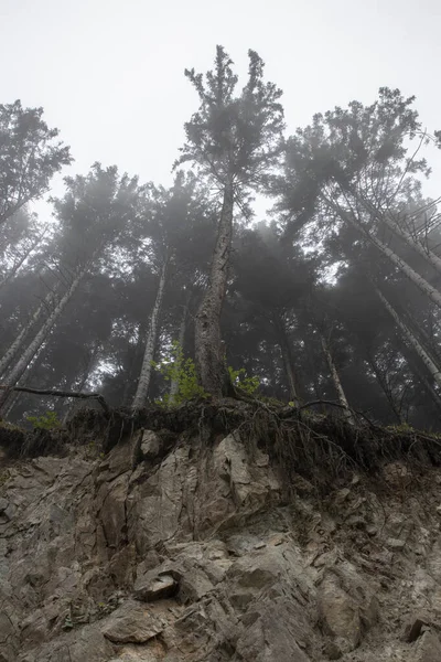 Tempo Nebuloso Floresta Trabzon Sul Turquia — Fotografia de Stock