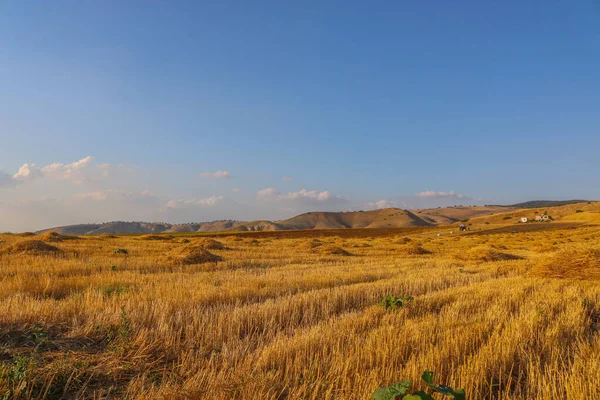 ヨルダン北部の秋に生産される黄色い草は — ストック写真
