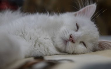 Güzel beyaz kedi kanepede uyuyor.