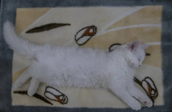 Güzel Beyaz Kedi Kanepede Uyuyor — Stok fotoğraf