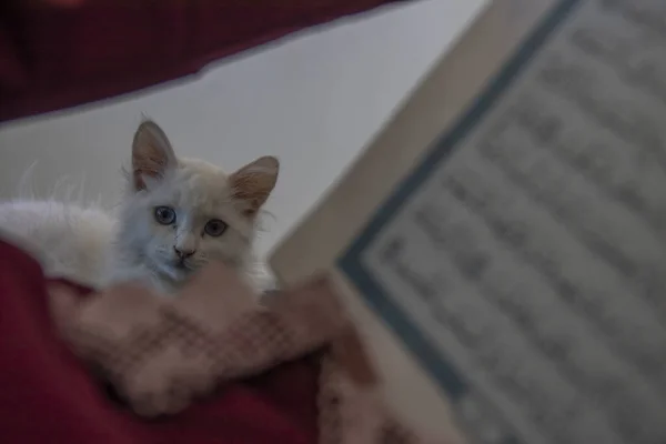 Lindo Gatinho Está Sentado Lado Uma Mulher Velha Que Leu — Fotografia de Stock