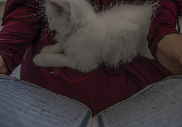 Egy Gyönyörű Cica Egy Idős Mellett Aki Szent Könyvet Olvasott — Stock Fotó