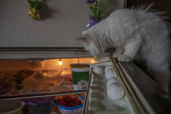 Güzel beyaz bir kedi buzdolabına bakıyor.
