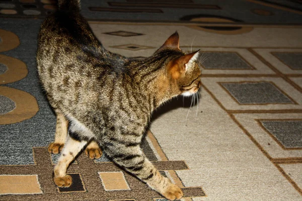 Katze Geht Selbstbewusst Ins Haus Und Schaut Nicht Die Kamera — Stockfoto