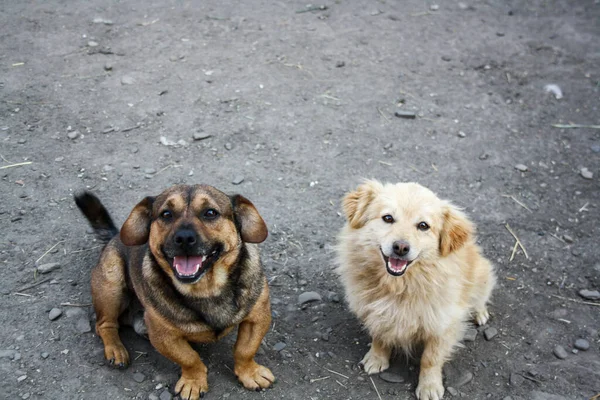 Perros Blancos Negros Sonriendo Cámara Permaneciendo Terreno Perros Felices Sentados — Foto de Stock