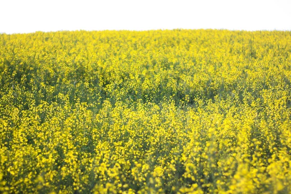 Champ Très Jaune Fleurs Colza Paysage — Photo