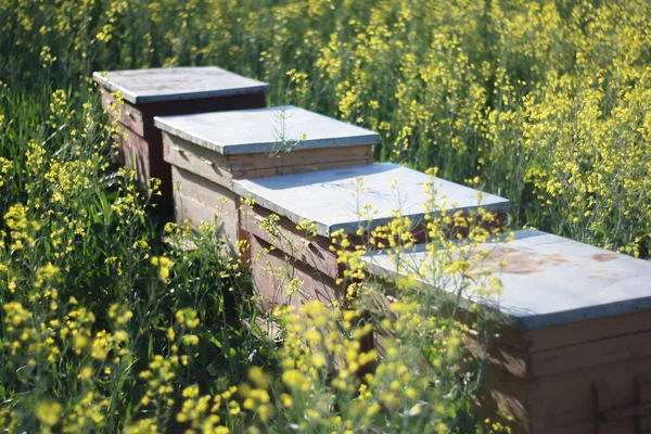 Veel Bijenkorven Een Veld Met Gele Planten — Stockfoto