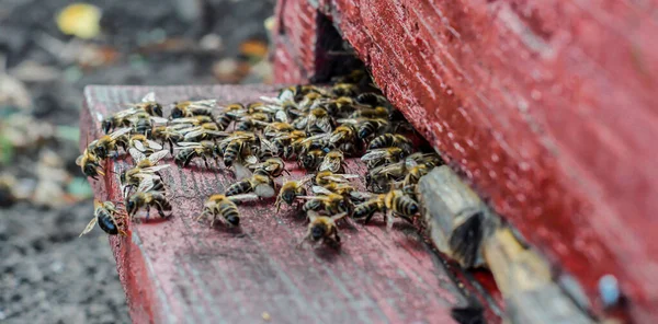 蜂の巣の入り口で蜂のクローズアップ 多くの蜂が蜂の巣に入る — ストック写真