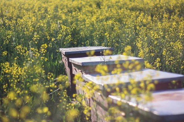 Méhkaptárak Közelsége Természetben Egy Sárga Mezőn Stock Kép