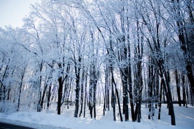 Kış boyunca karla dolu bir sürü uzun ağaç. Yoğun kar.