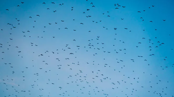 Multitud Aves Que Vuelan Cielo Pájaros Pequeños — Foto de Stock