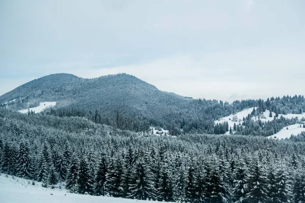 Krajobraz Gór Lasów Zimą Rumunii Silny Śnieg — Zdjęcie stockowe