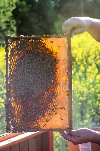 Man Met Honingraat Met Bijen Erop Natuur — Stockfoto