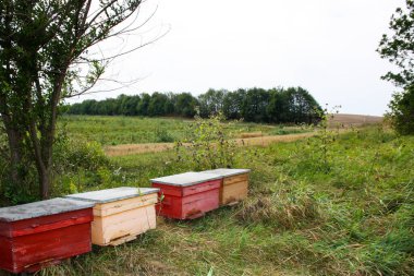 Doğada renkli arı kovanları, doğada arıcılık yapan ağaçlar.
