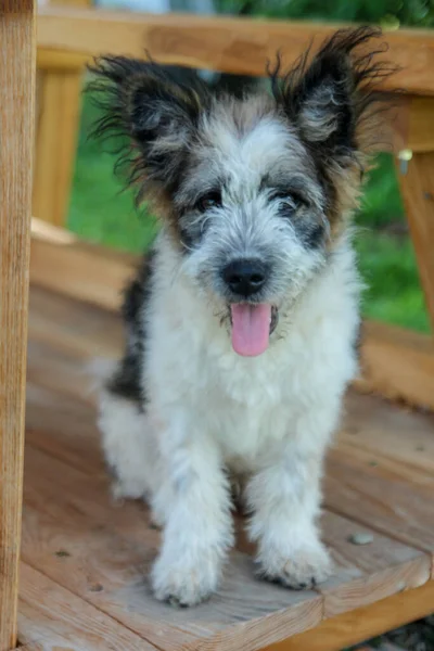 Hund Sitzt Mit Herausgestreckter Zunge Und Blickt Direkt Die Kamera — Stockfoto