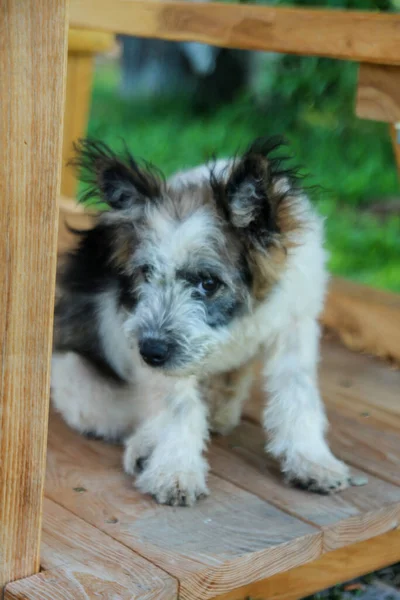 Shy Dog Sitting Hiding Camera — Stock Photo, Image