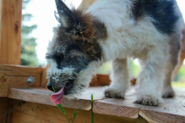 Perro Sentado Tratando Comer Hierba — Foto de Stock