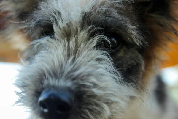 Close Dog Looking Camera — Stock Photo, Image