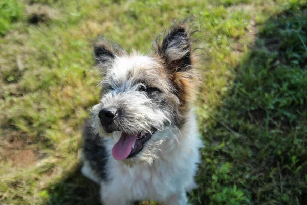 Hund Ler Mot Kameran Glad Hund Med Slutna Ögon — Stockfoto