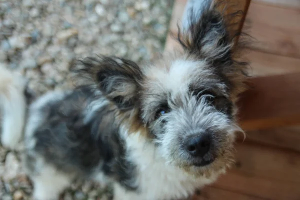 Dog Sitting Dog Looking Camera — Stock Photo, Image