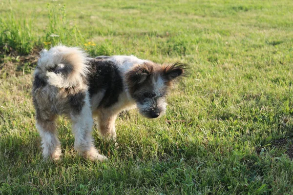 Hund Läuft Auf Dem Boden Hund Sucht Gras — Stockfoto