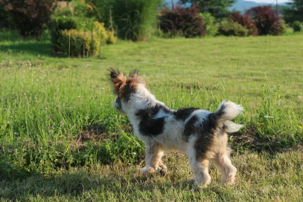 Alert Dog Patrząc Oddali Pies Zwracający Uwagę Pies Siedzący Trawie — Zdjęcie stockowe