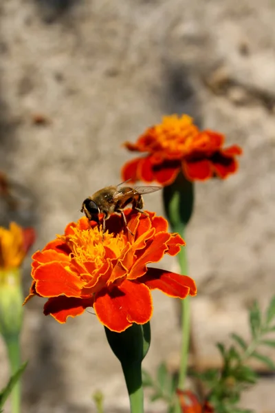 Pszczoła Zbierająca Pyłek Kwiatu — Zdjęcie stockowe