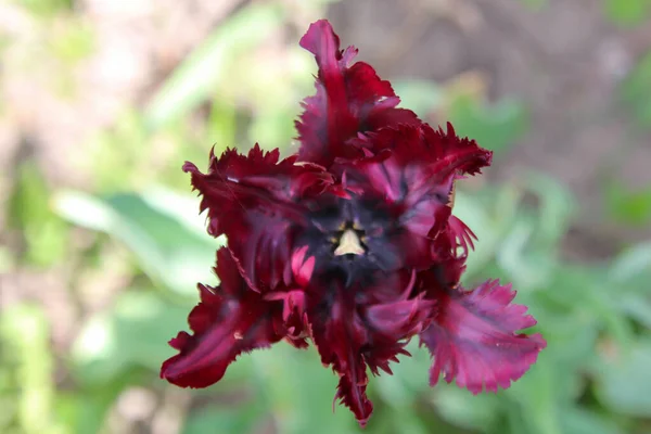 Single tulip. Burgundy tulip in the garden. Burgundy flower in nature. Plant in nature burgundy color. Curly burgundy tulip in nature