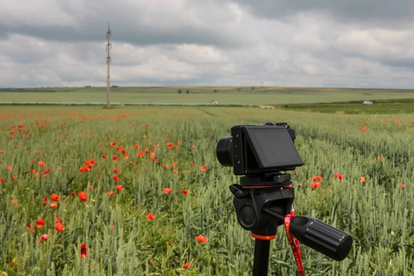 Kompaktní Fotoaparát Který Zůstane Stativu Poli Kvetoucích Máků Zelené Pšenice — Stock fotografie