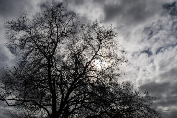Sziluettfa Drámai Égbolt Hátul Megvilágított Felhős Égbolttal Tele Van Felhőkkel — Stock Fotó