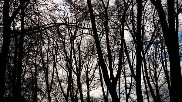 실루엣 나무들이 구름을 배경으로 나무들로 사진과 하늘을 — 스톡 사진