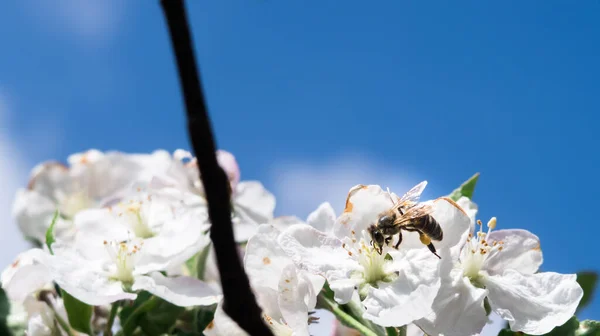 Bee collecting pollen from flower. Honey bee collecting pollen